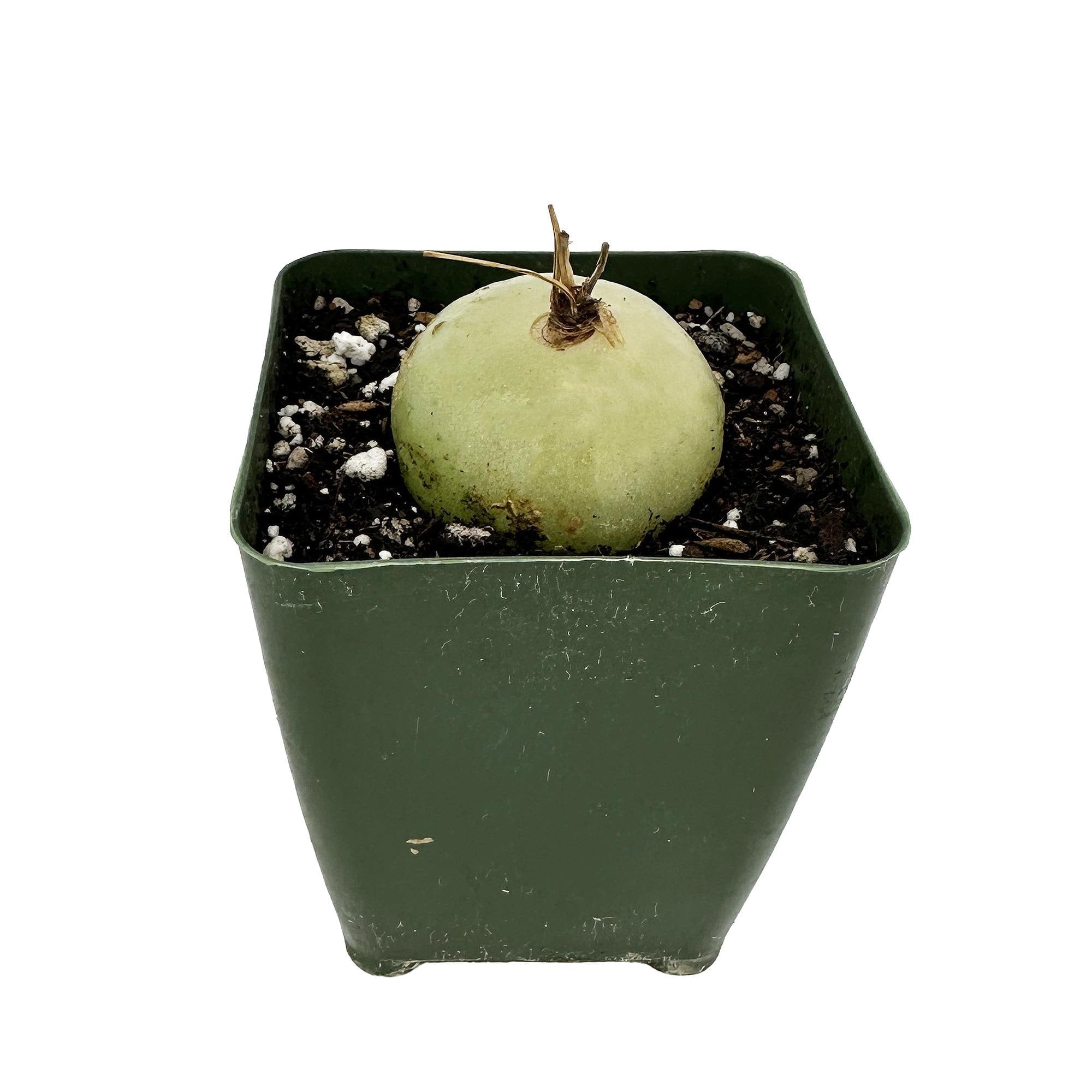 Bowiea volubilis 'Sea Onion'