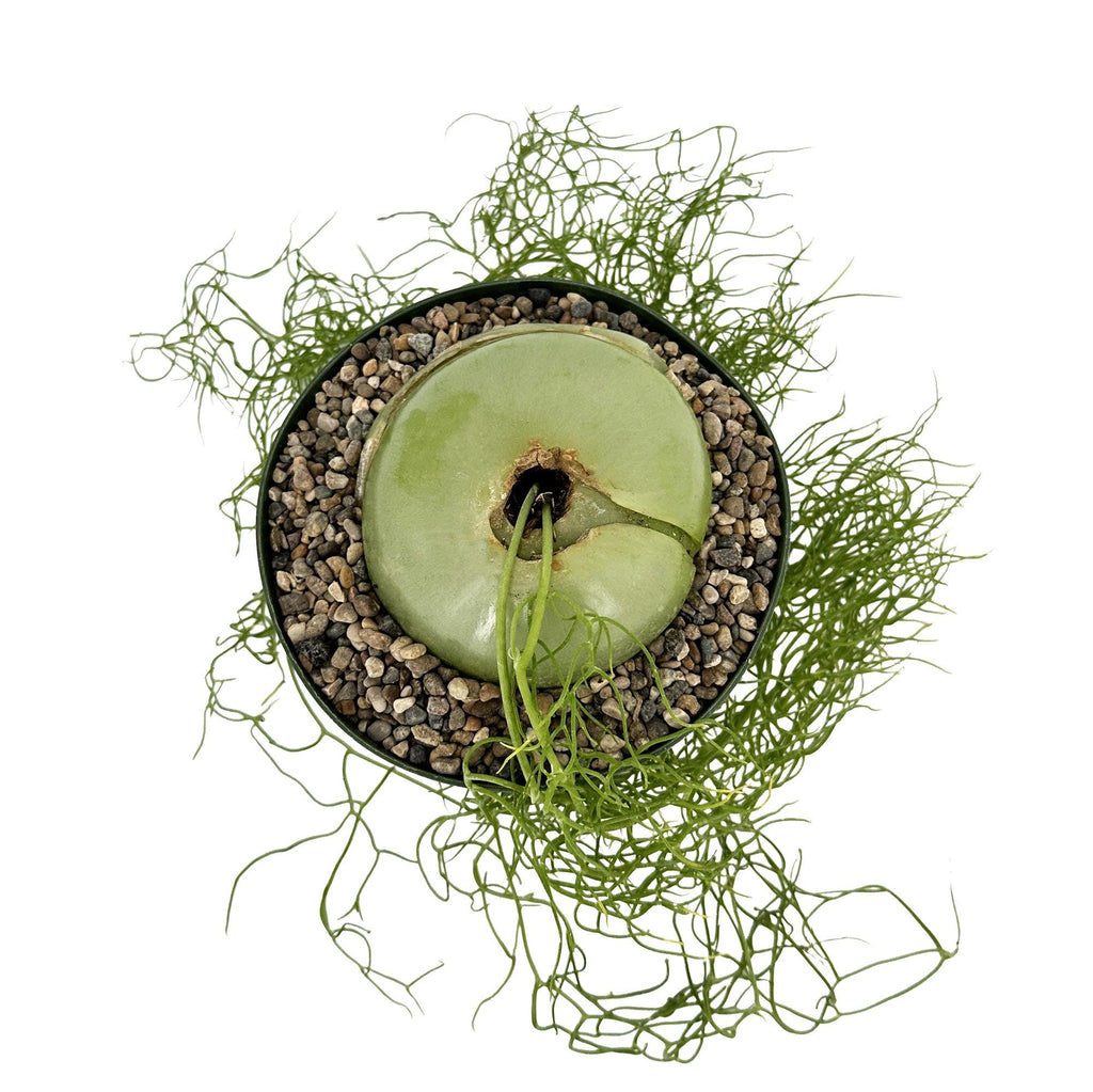 Bowiea volubilis 'Sea Onion'