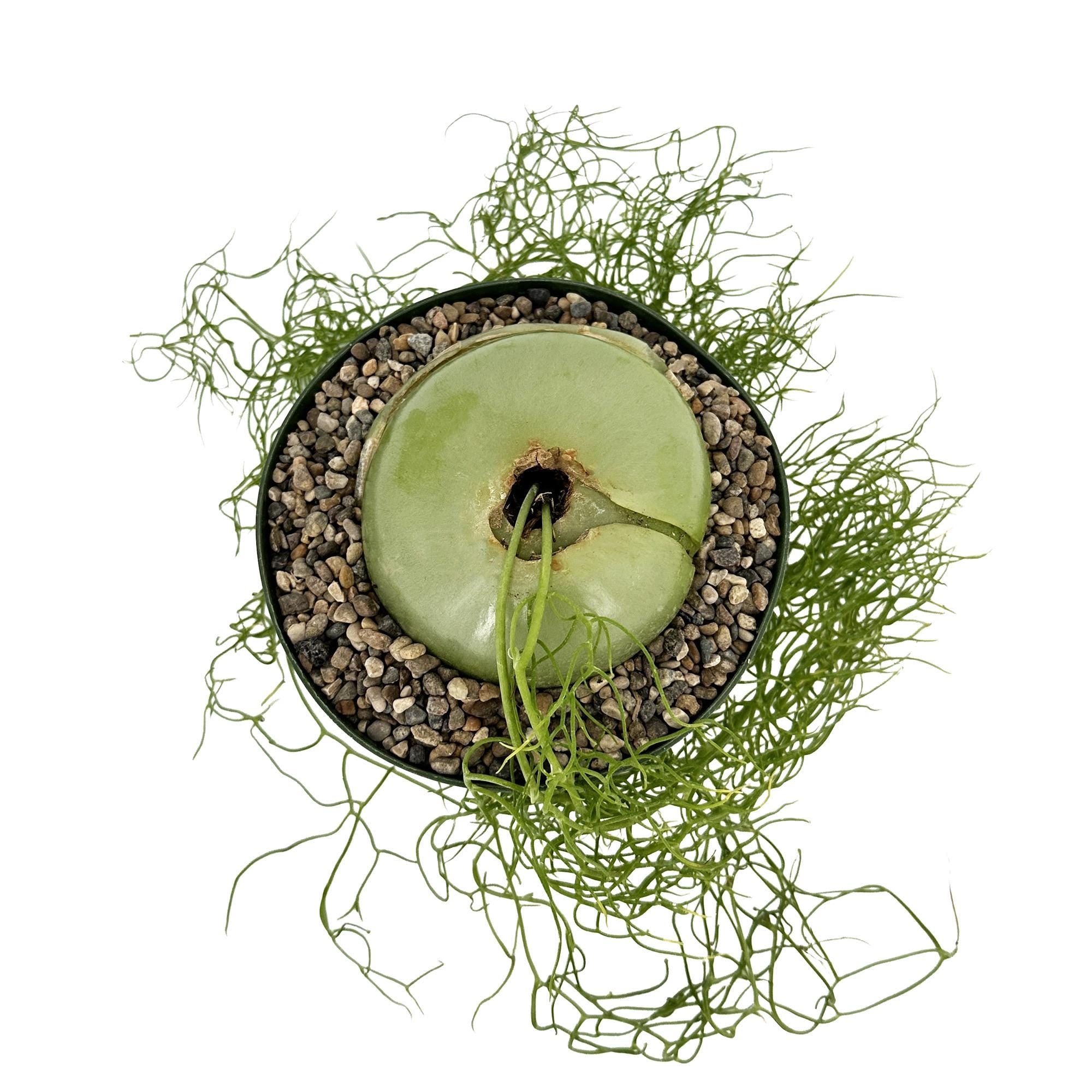Bowiea volubilis 'Sea Onion'