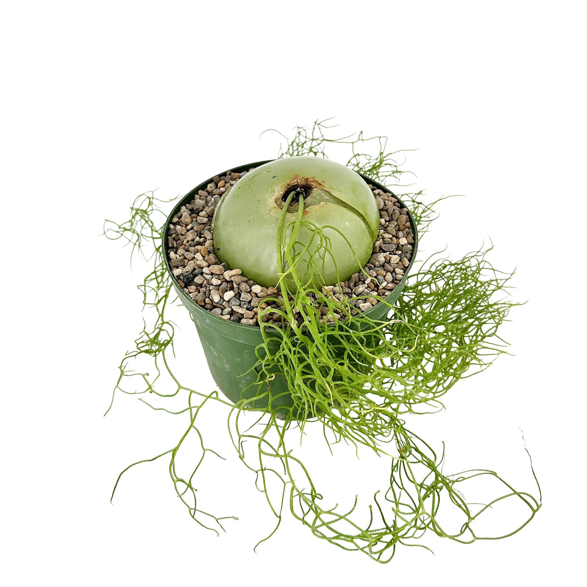 Bowiea volubilis 'Sea Onion'