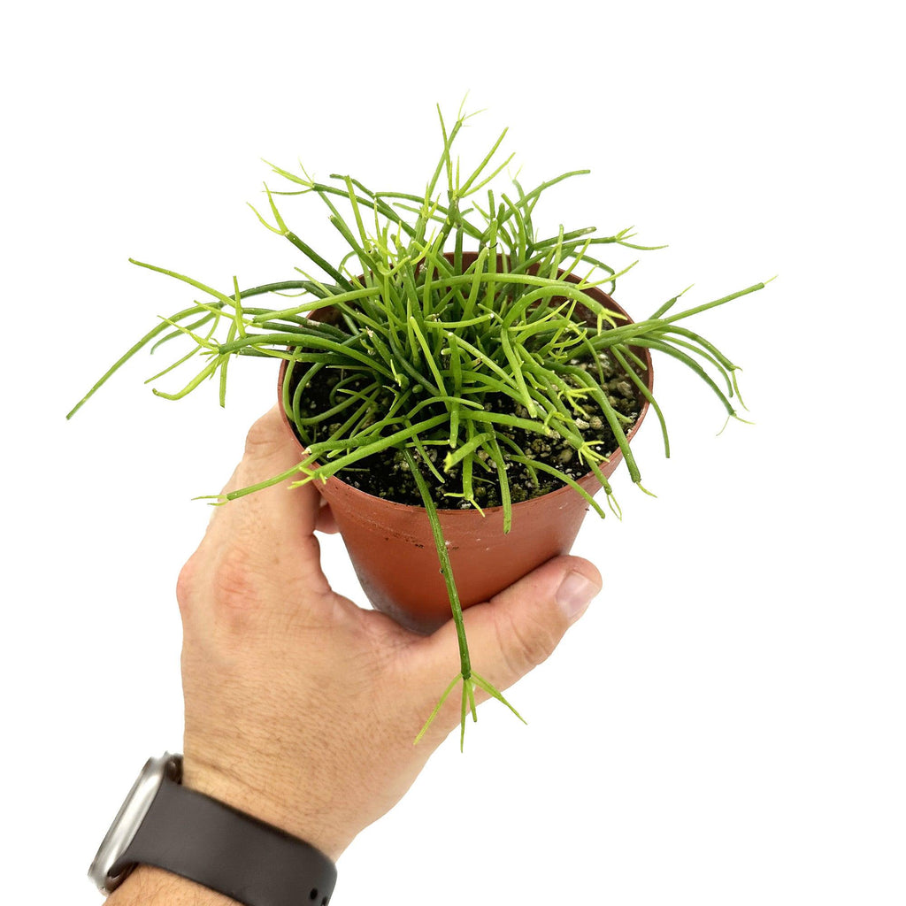 Rhipsalis baccifera ‘Cashero’