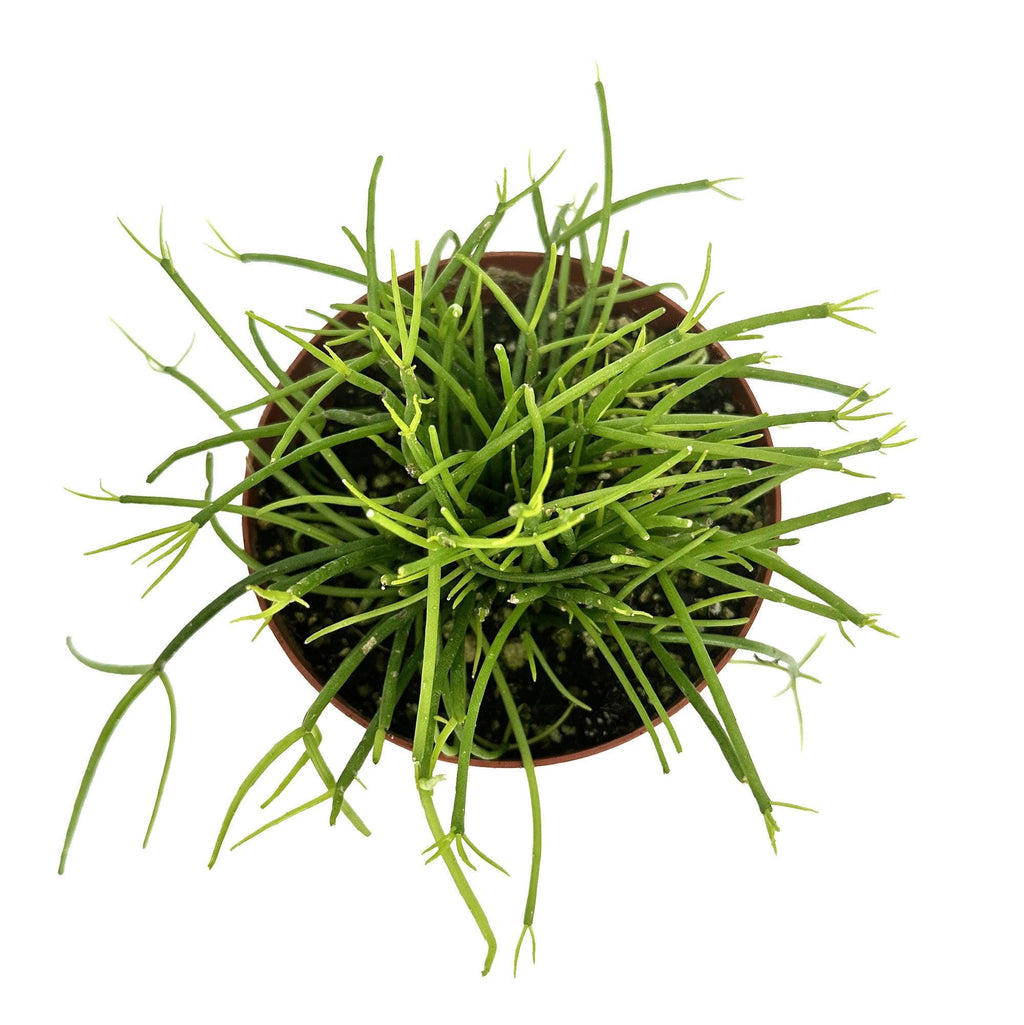 Rhipsalis baccifera ‘Cashero’