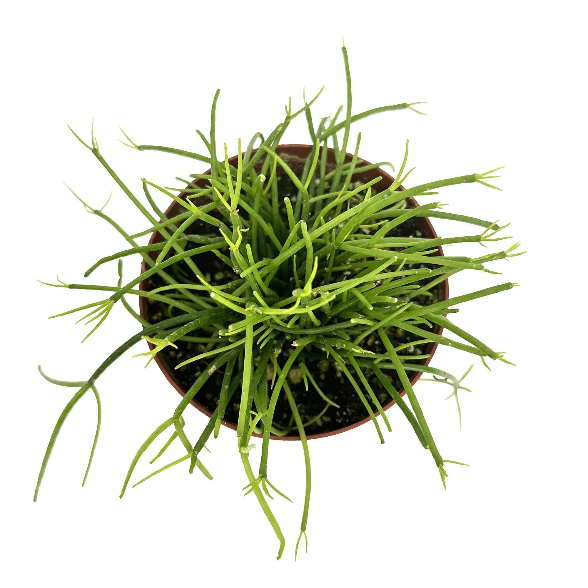 Rhipsalis baccifera ‘Cashero’