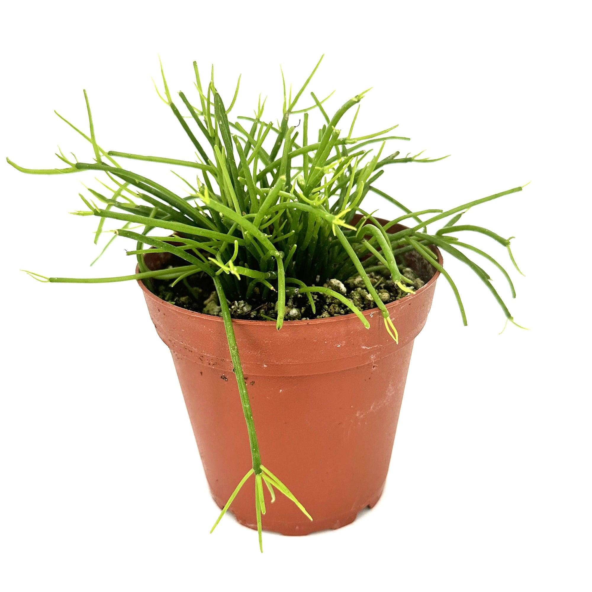 Rhipsalis baccifera ‘Cashero’