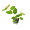 Ficus 'Ruth Bancroft'