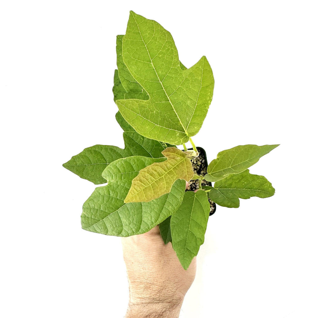 Ficus 'Ruth Bancroft'