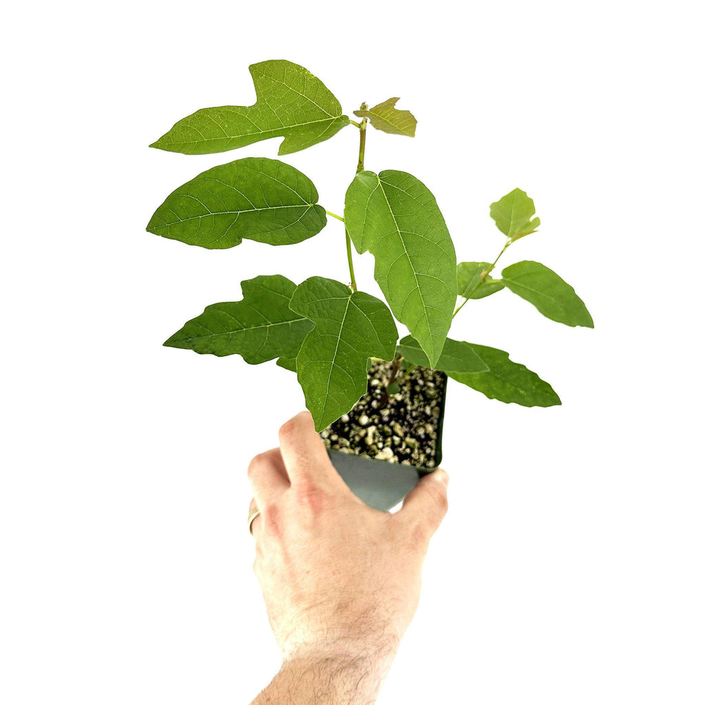 Ficus 'Ruth Bancroft'