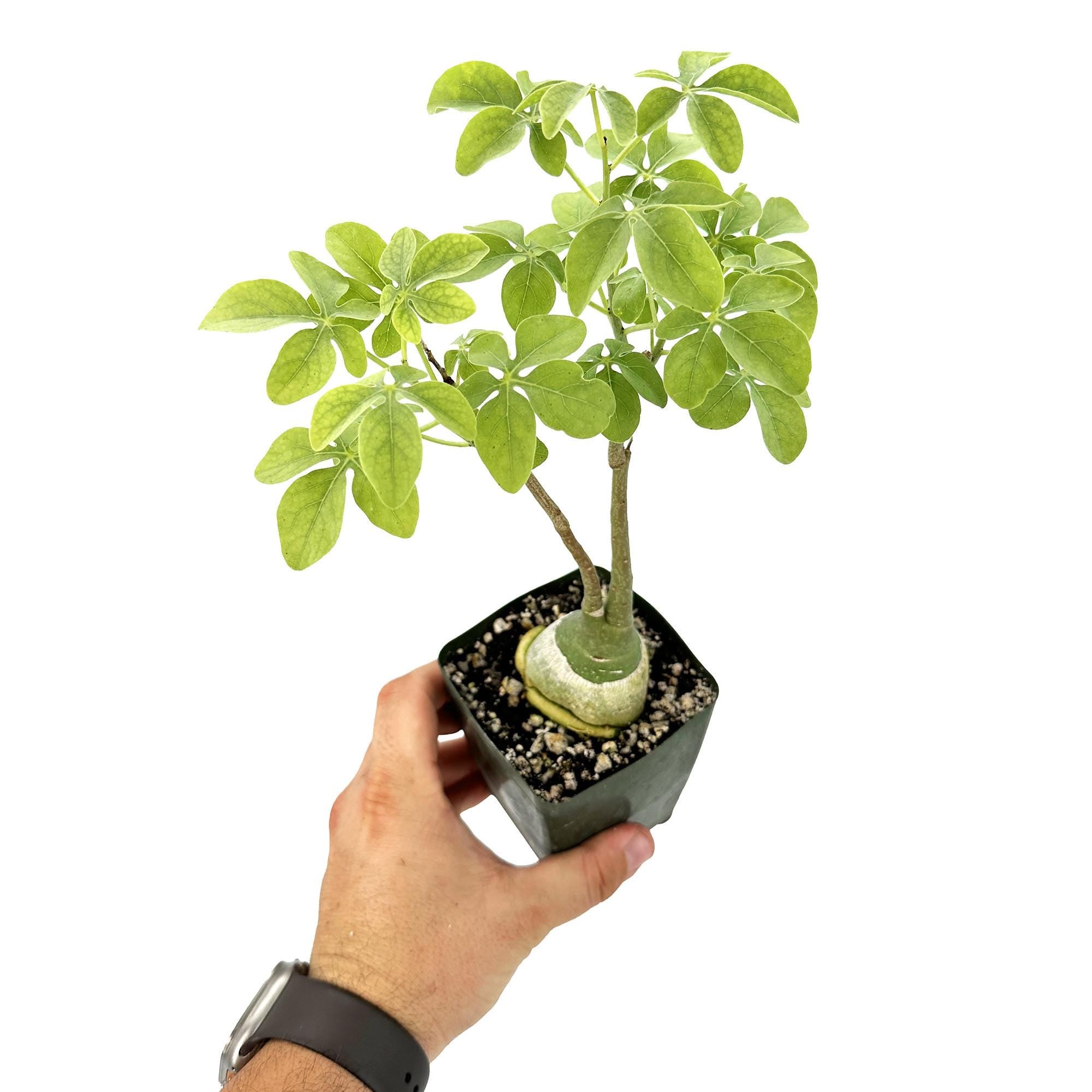 Adenia glauca