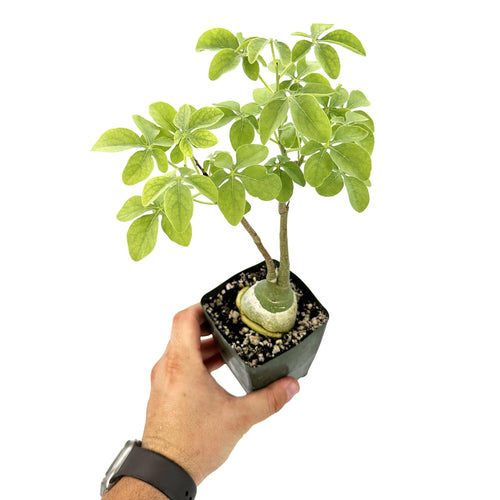 Adenia glauca