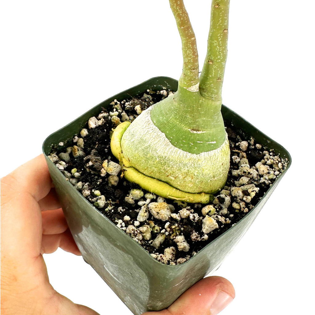 Adenia glauca