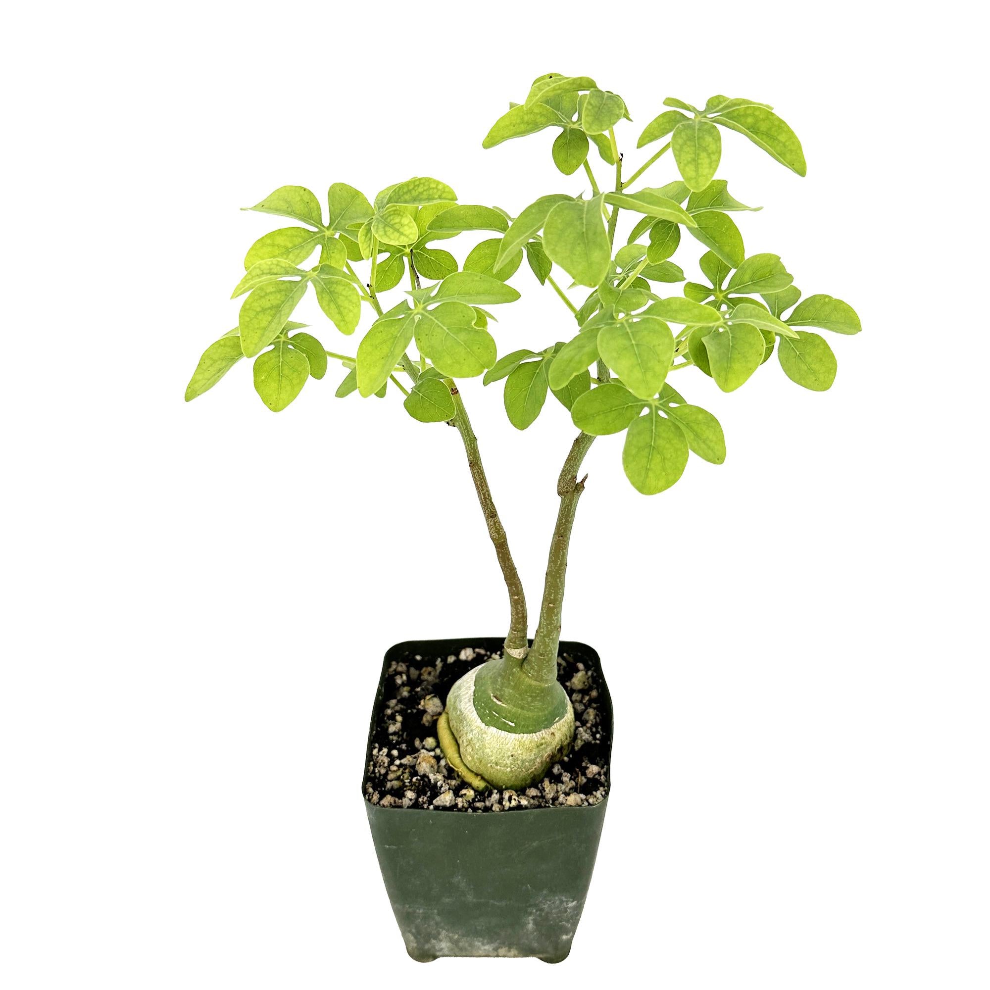 Adenia glauca
