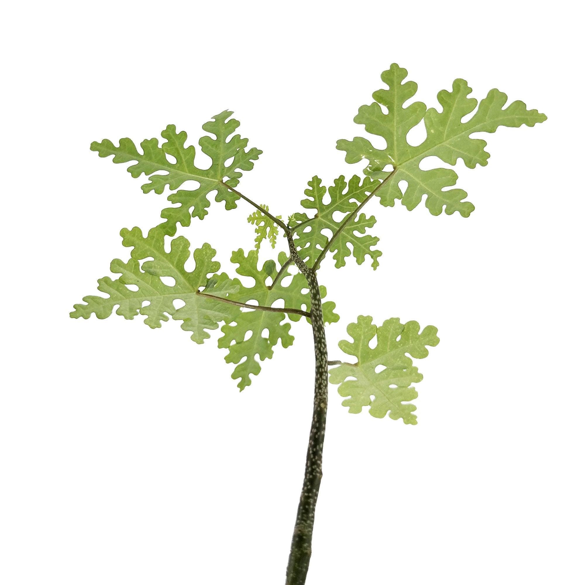 Adenia perrieri