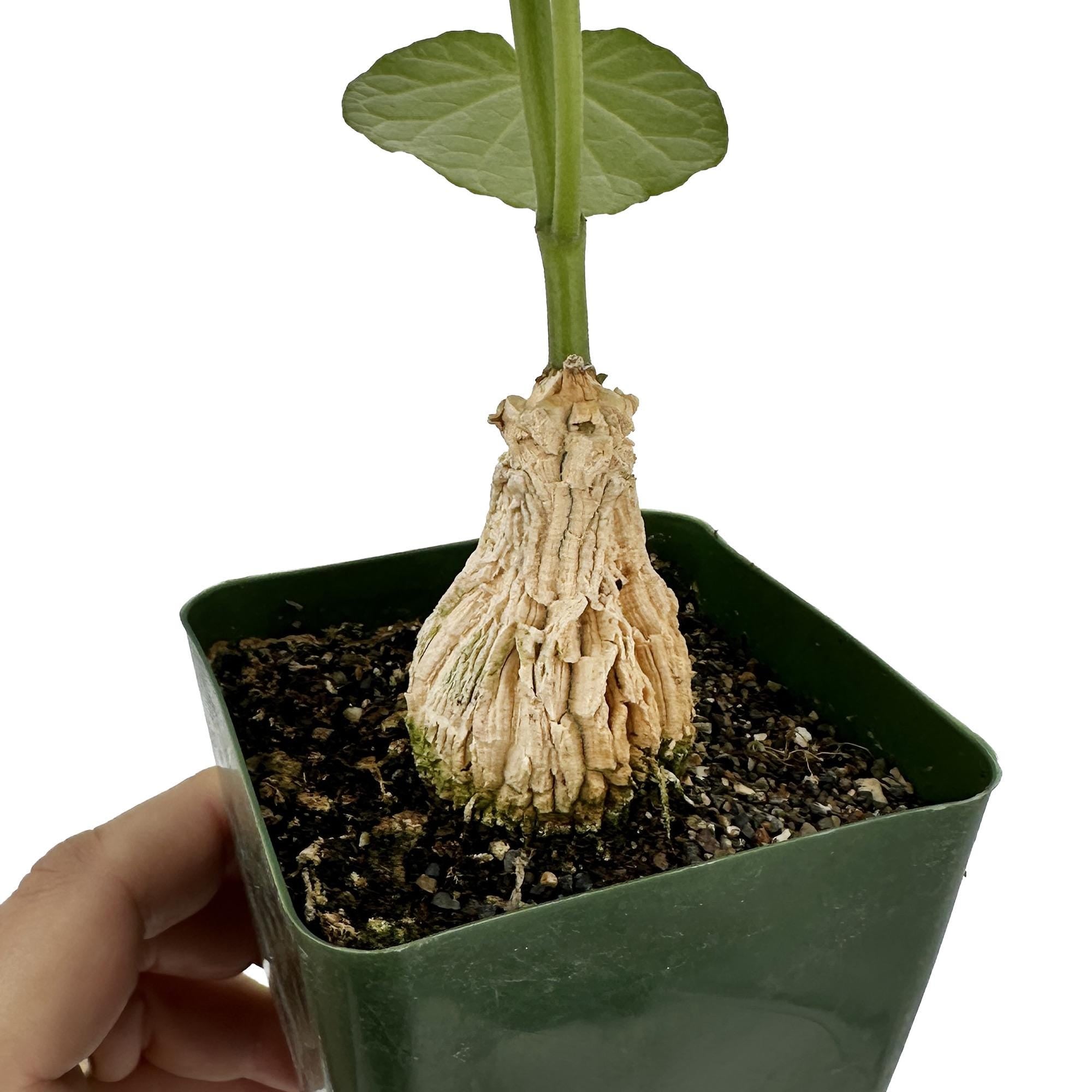 Matelea cyclophylla