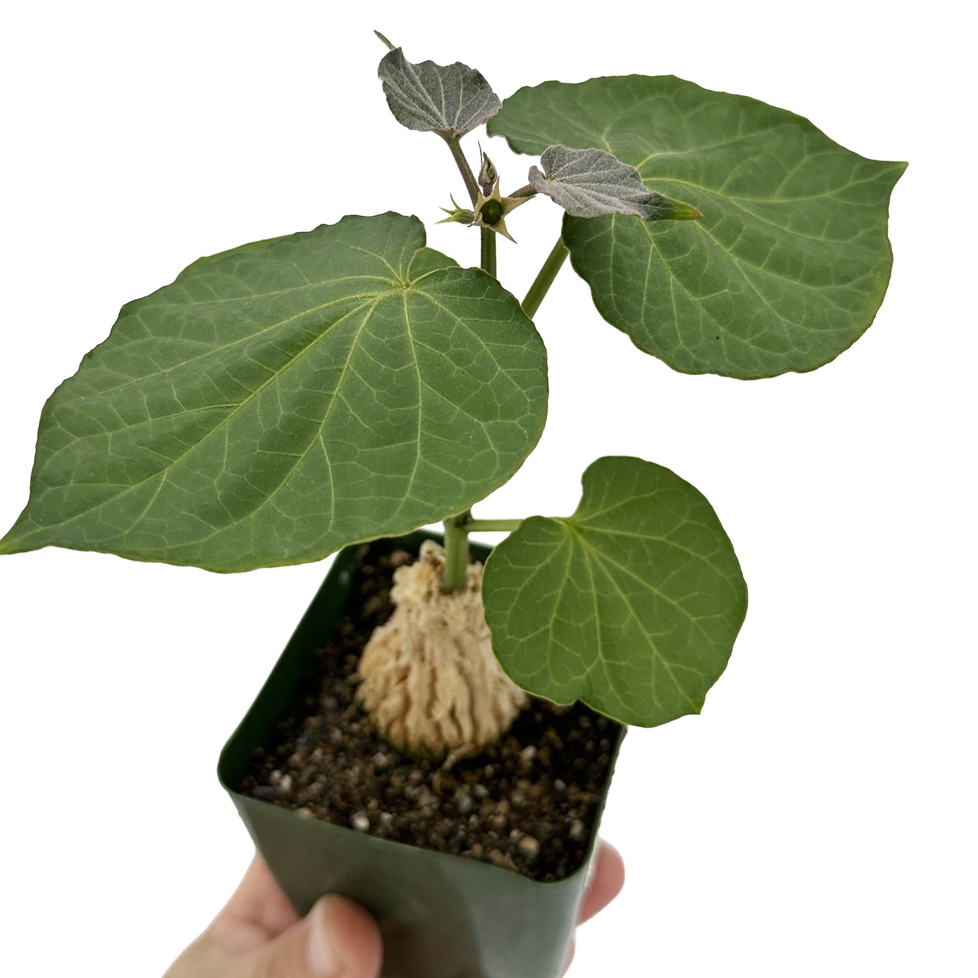 Matelea cyclophylla