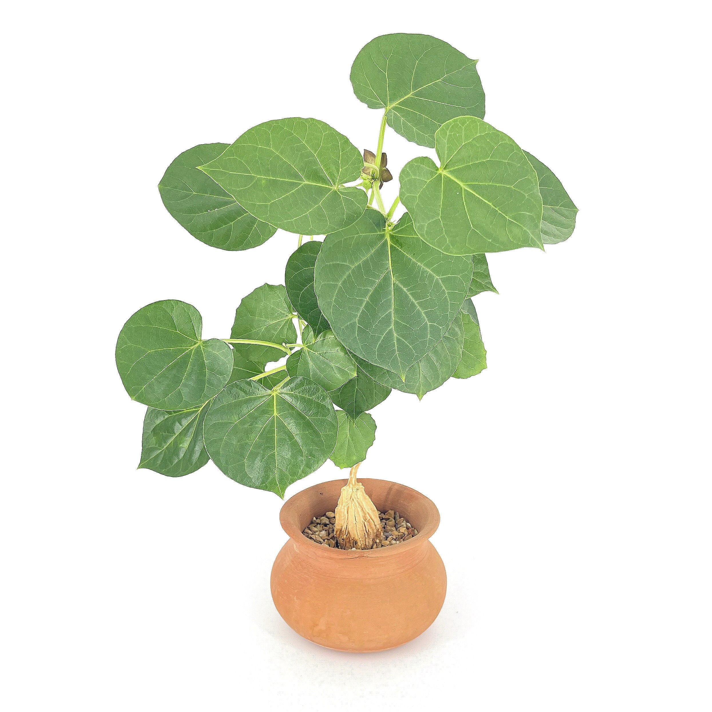 Matelea cyclophylla