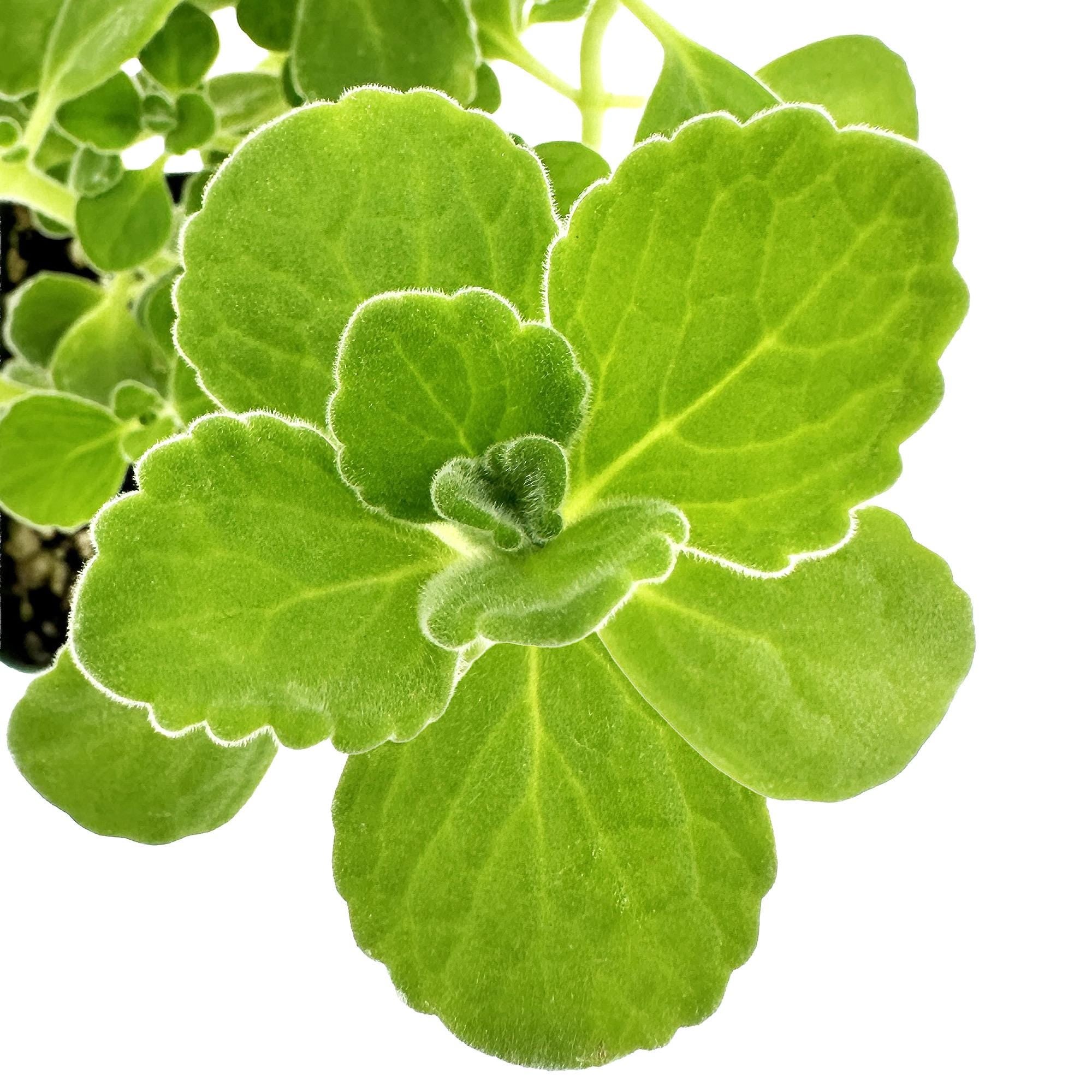 Plectranthus socotranus 'Mint of Socotra'