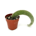 Hildewintera colademononis 'Monkey Tail Cactus'