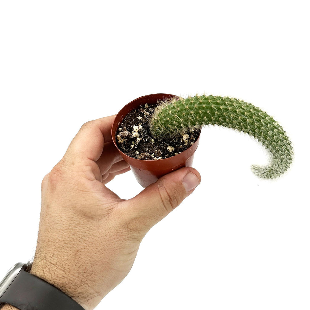 Hildewintera colademononis 'Monkey Tail Cactus'