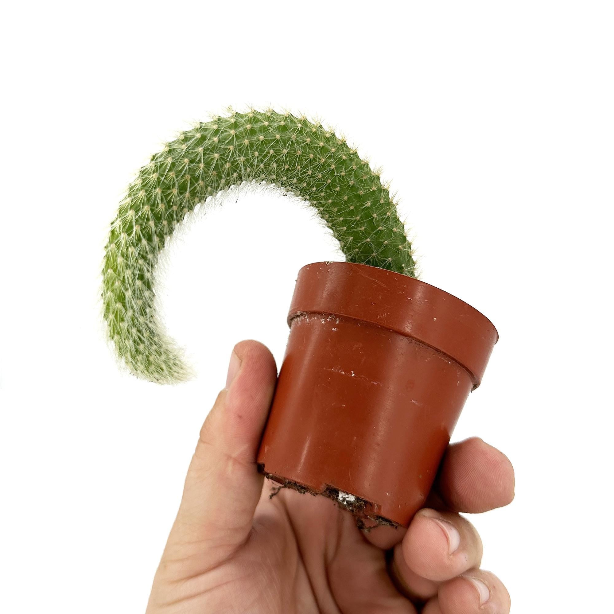Hildewintera colademononis 'Monkey Tail Cactus'