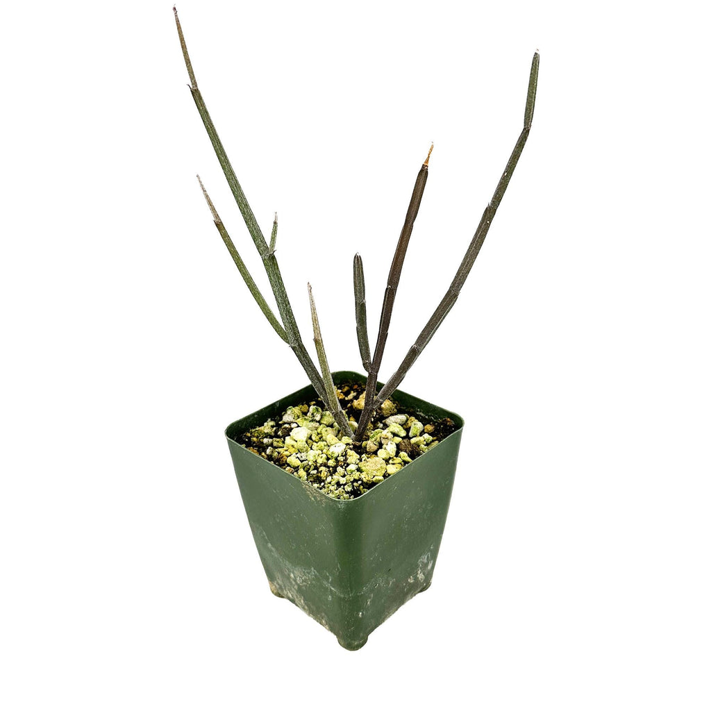 Seyrigia humbertii