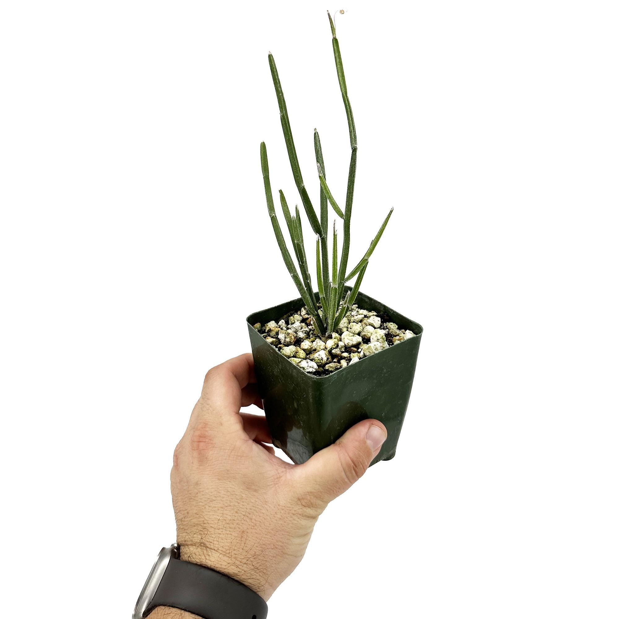 Seyrigia humbertii
