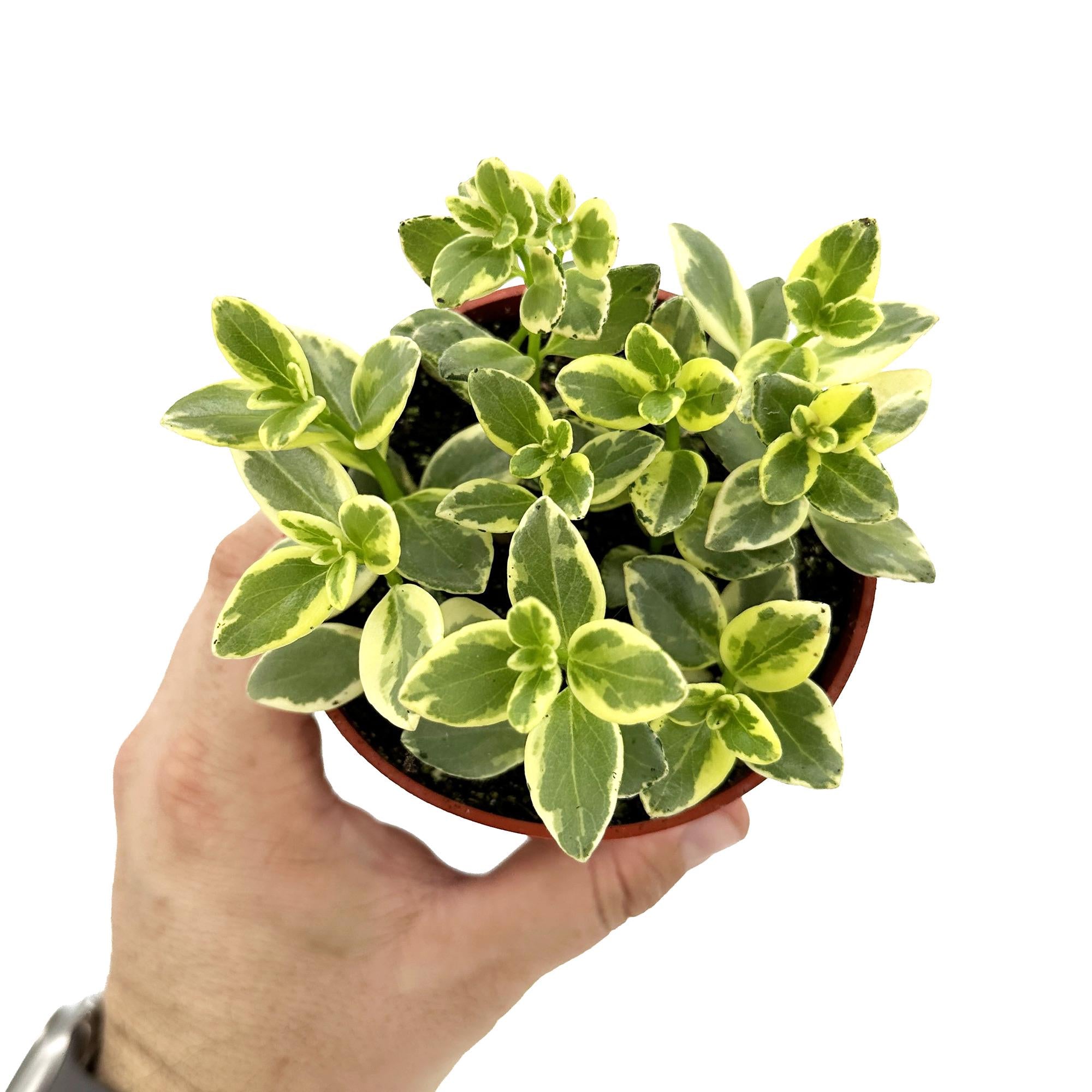 Nematanthus gregarius ‘Variegated’