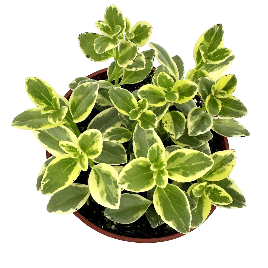 Nematanthus gregarius ‘Variegated’