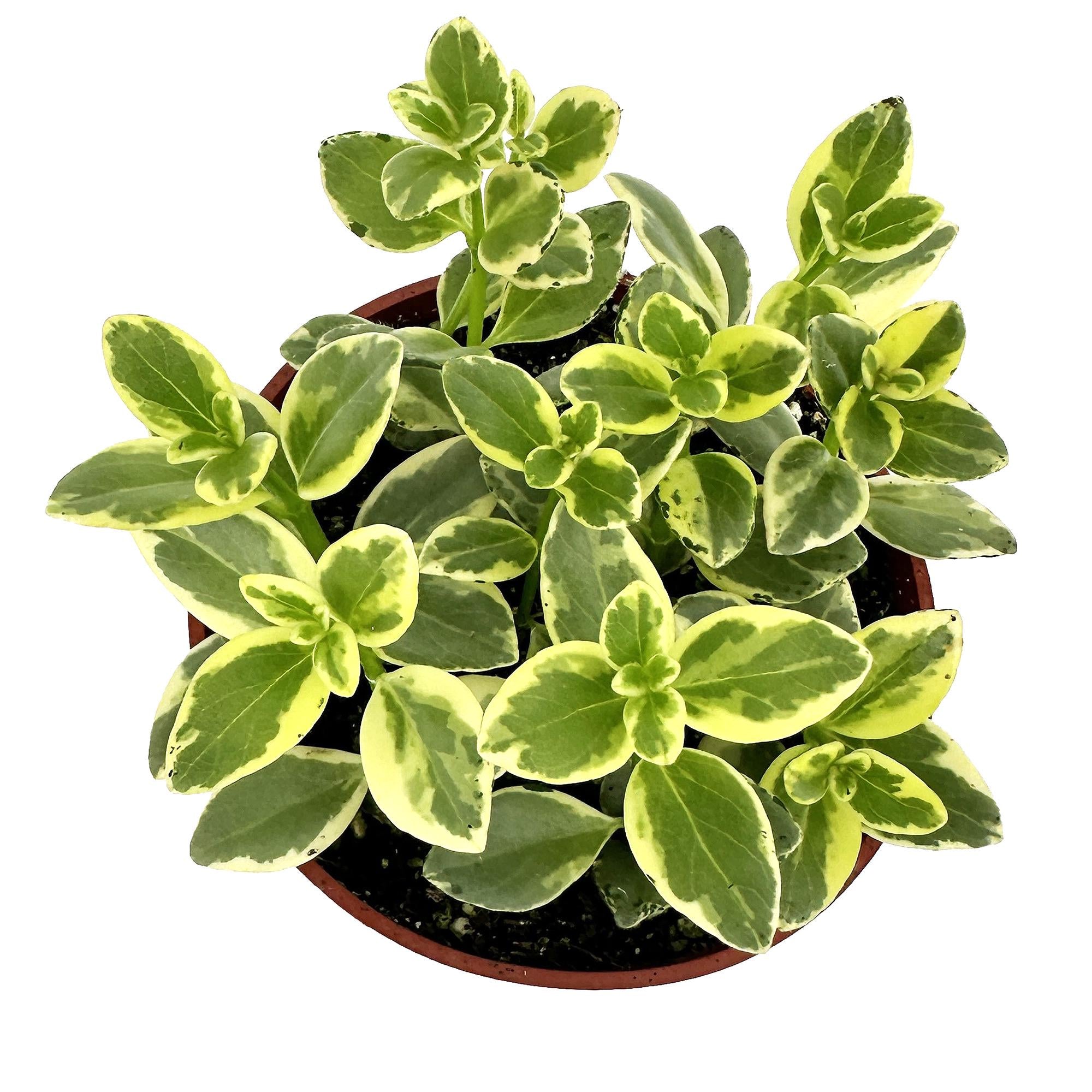 Nematanthus gregarius ‘Variegated’