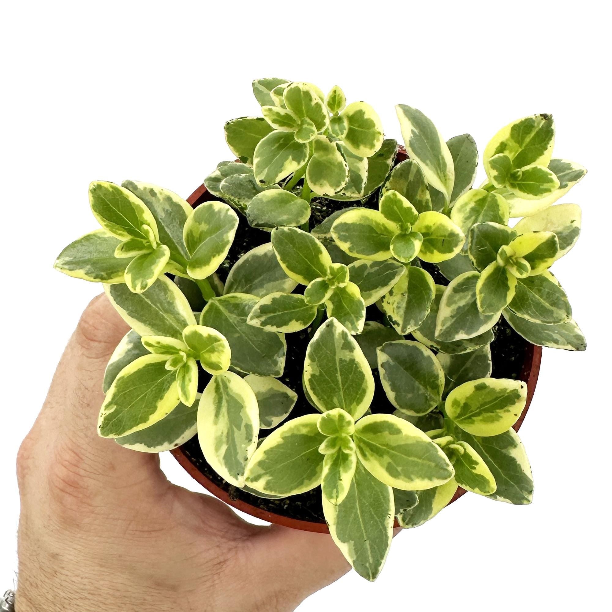 Nematanthus gregarius ‘Variegated’
