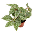 Begonia ‘Snow Capped'