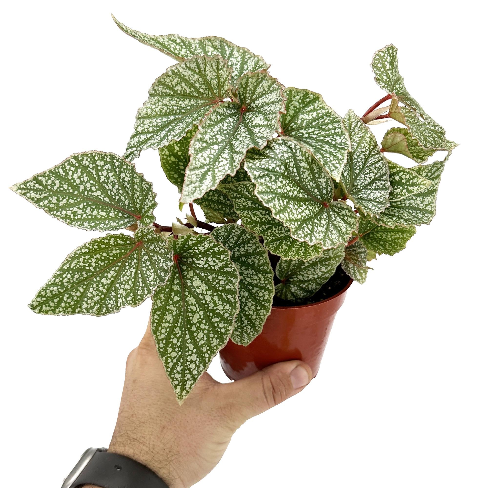 Begonia ‘Snow Capped'