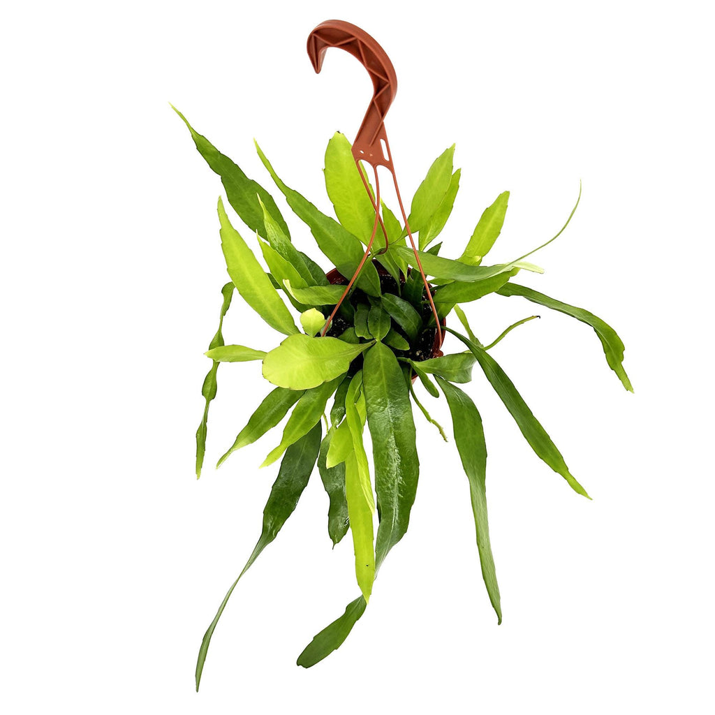 Epiphyllum pumilum
