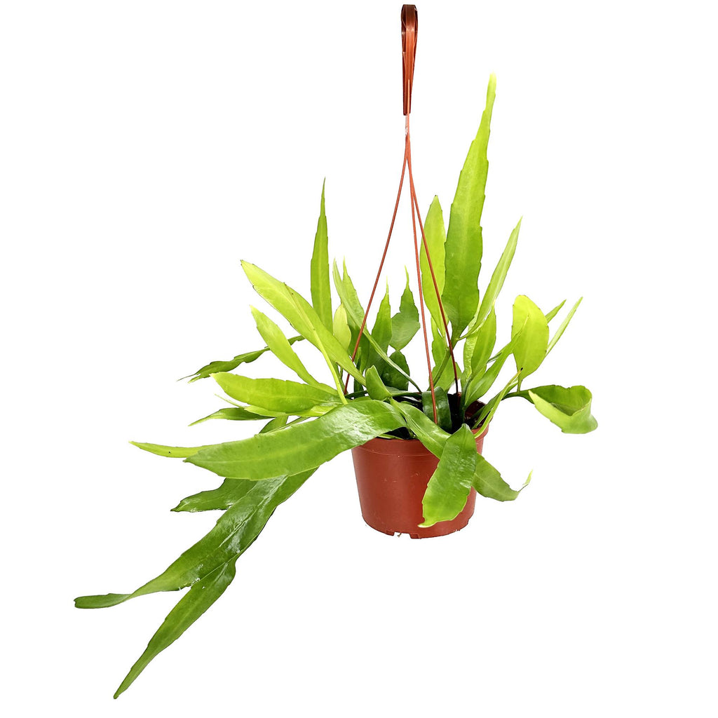 Epiphyllum pumilum