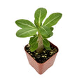 Adenium arabicum 'Desert Rose'