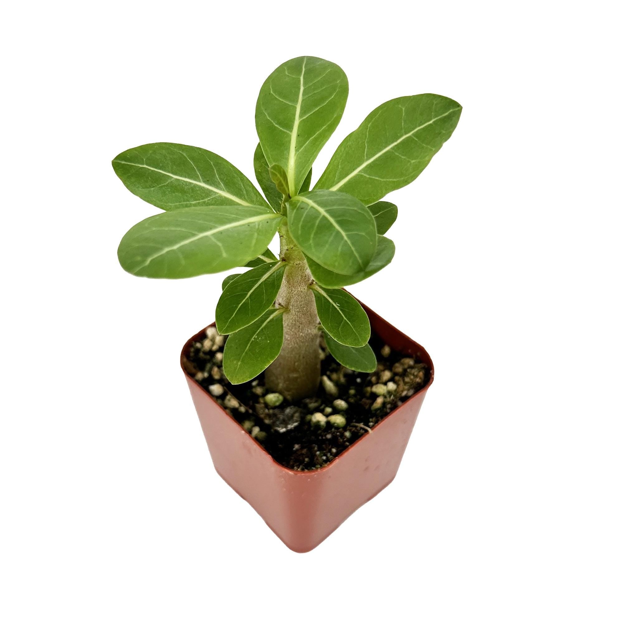 Adenium arabicum 'Desert Rose'