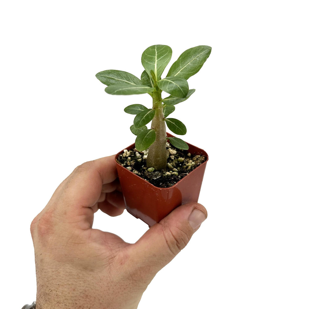Adenium arabicum 'Desert Rose'