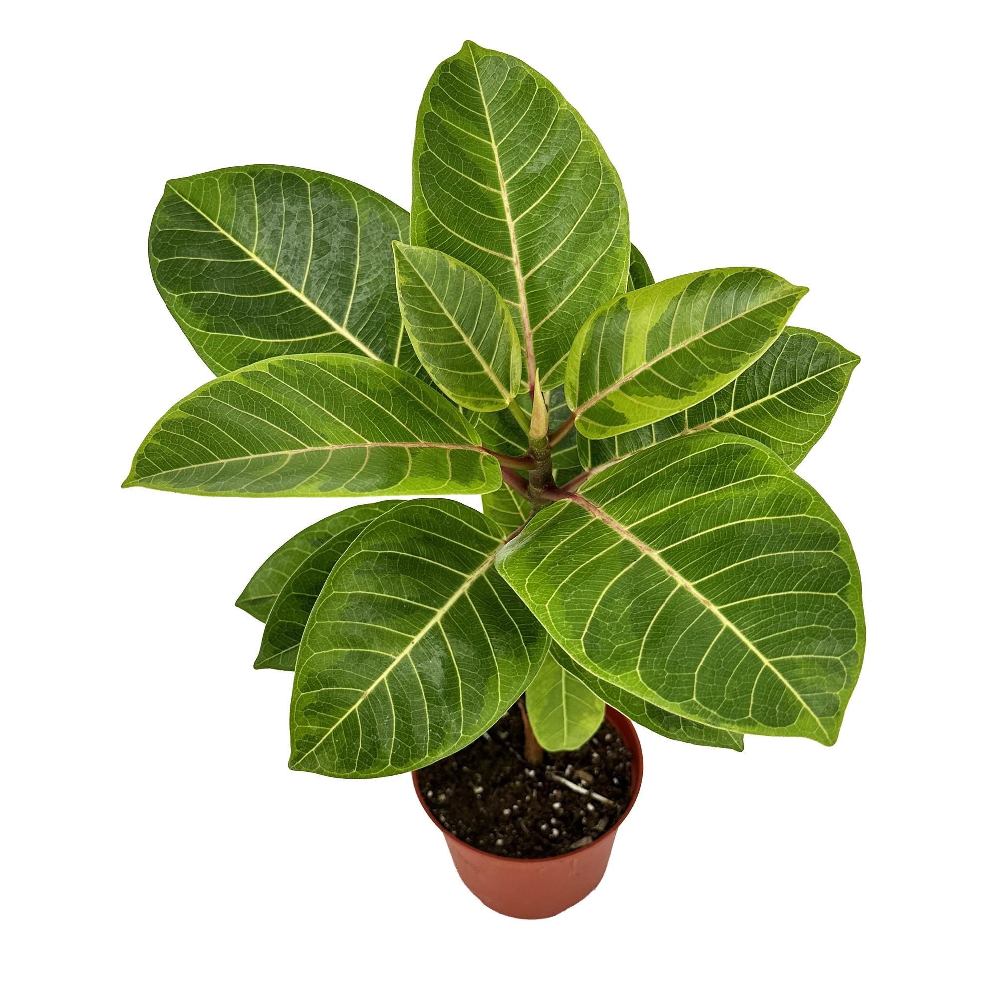 ficus altissima council tree Ficus altissima 'Asian Council Tree'