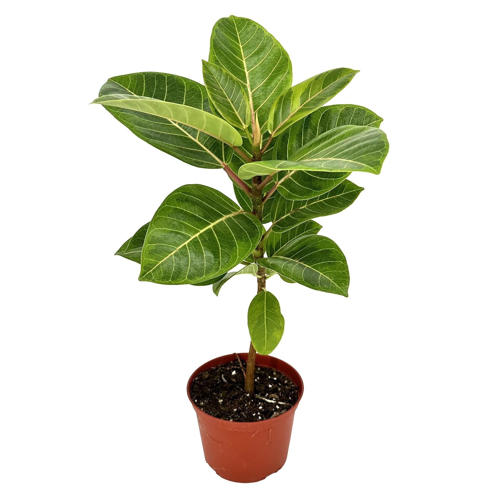 Ficus altissima 'Asian Council Tree'