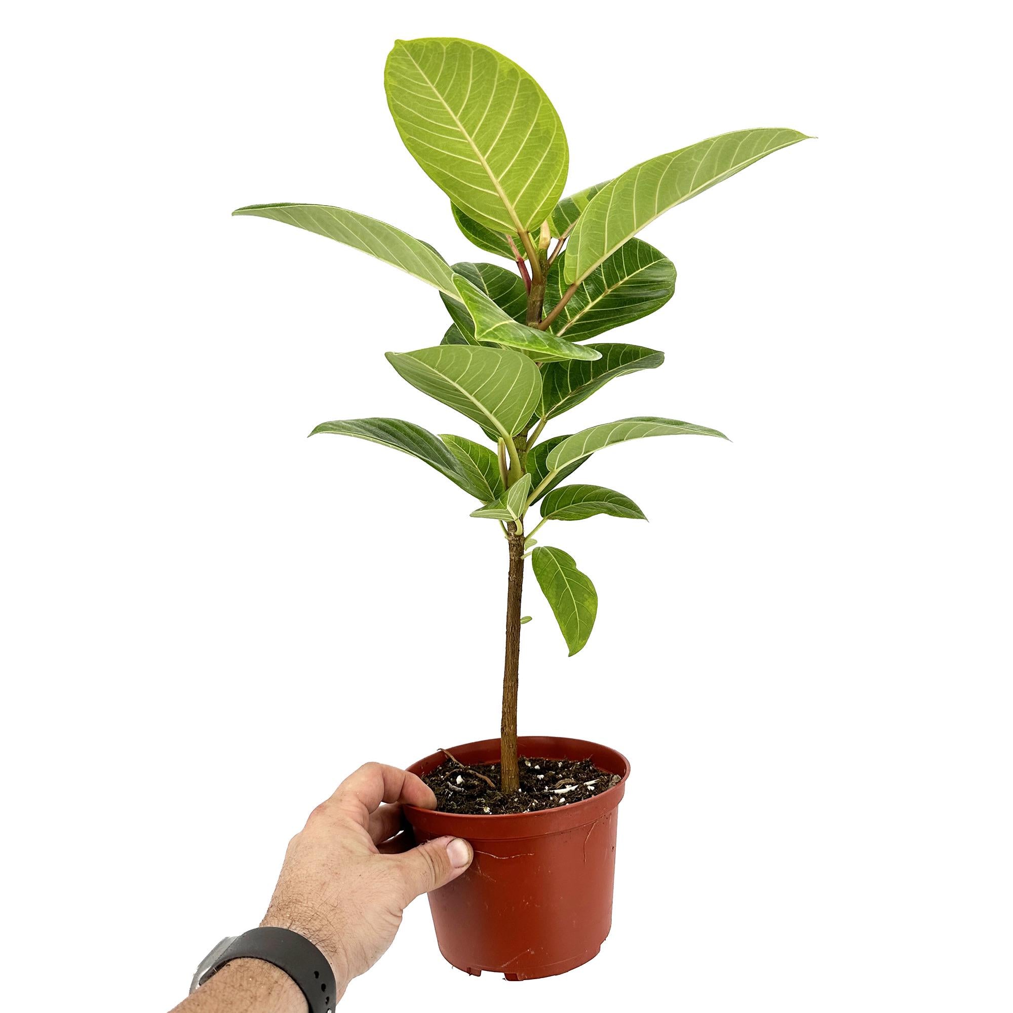 ficus altissima council tree Ficus altissima 'Asian Council Tree'