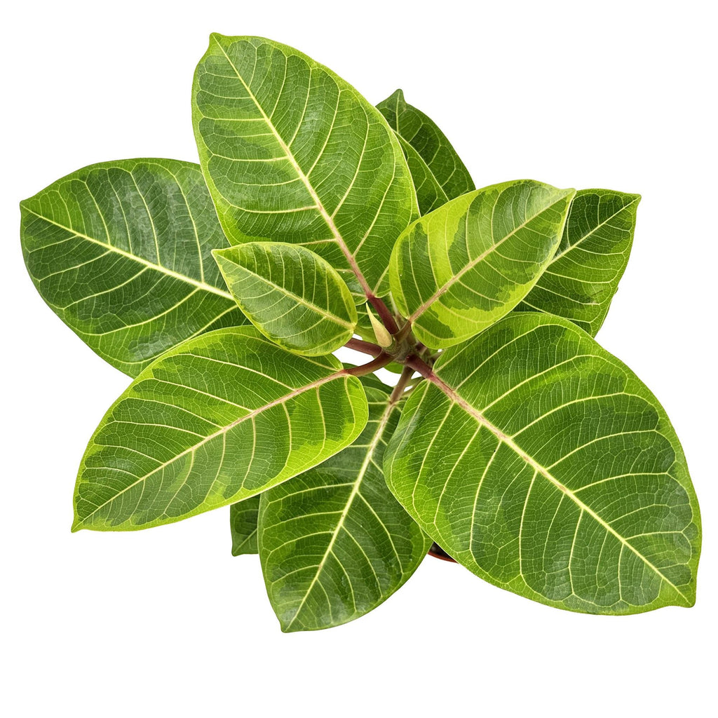 Ficus altissima 'Asian Council Tree'
