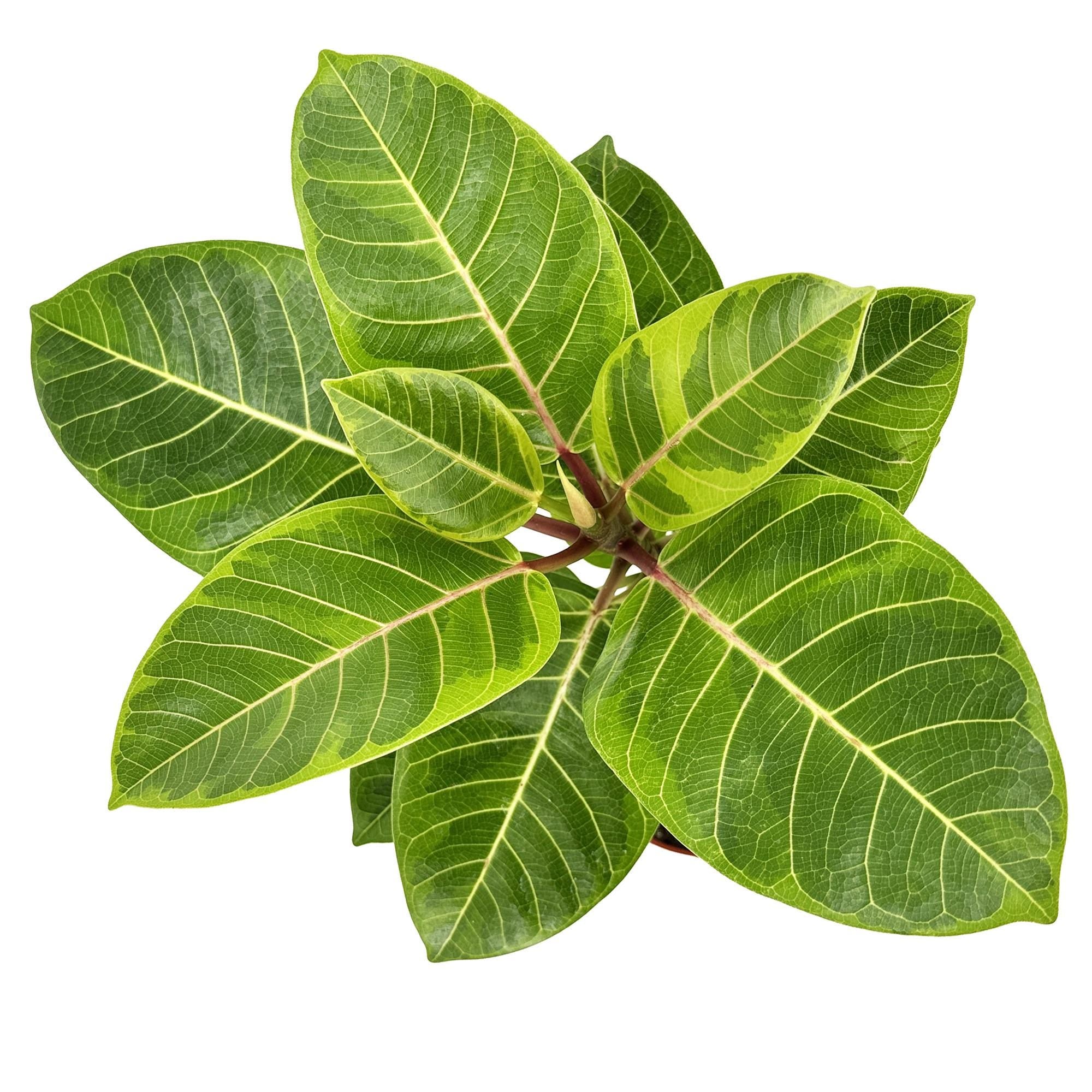 Ficus altissima 'Asian Council Tree'
