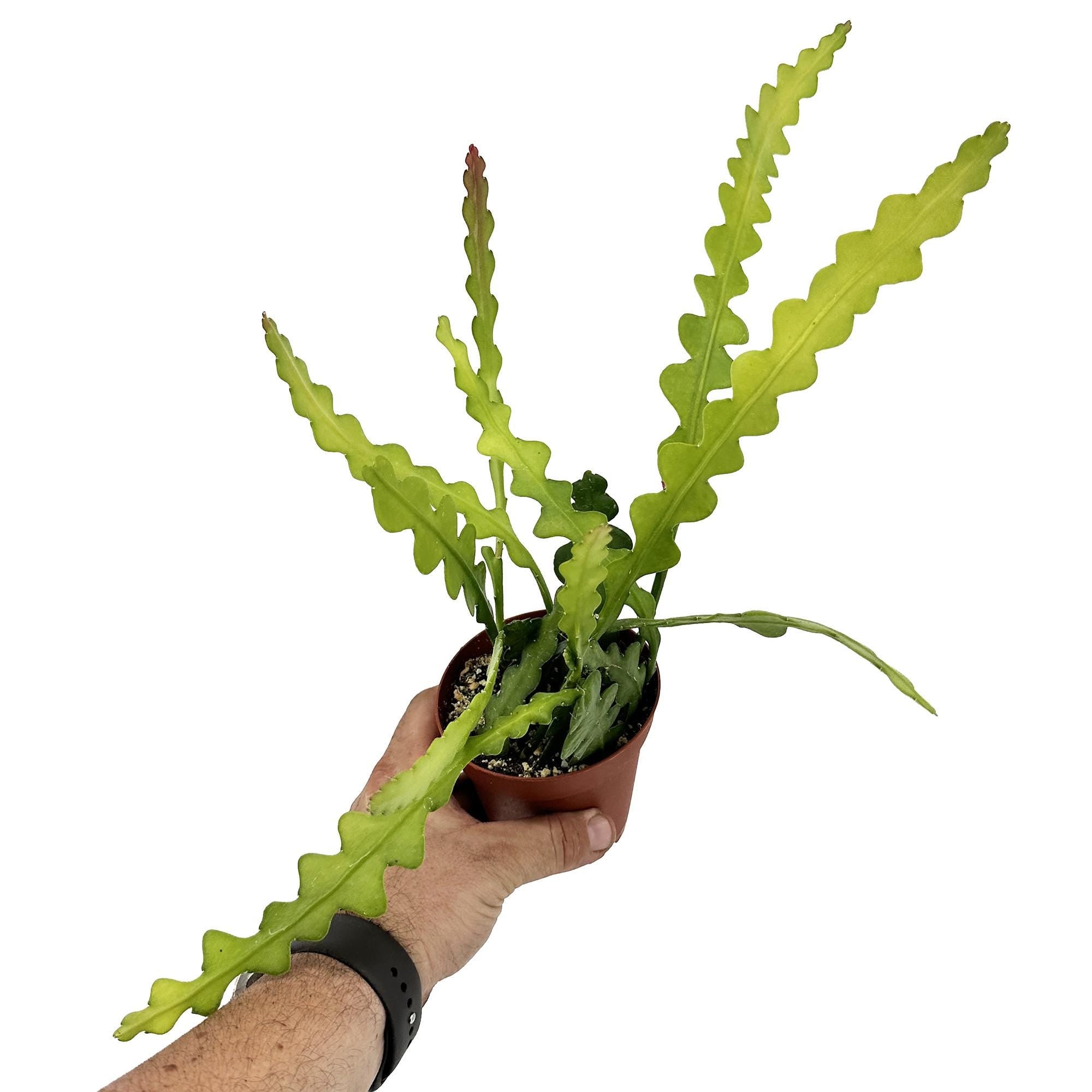 Epiphyllum anguliger 'Fishbone Cactus' 'Ric Rac Cactus'