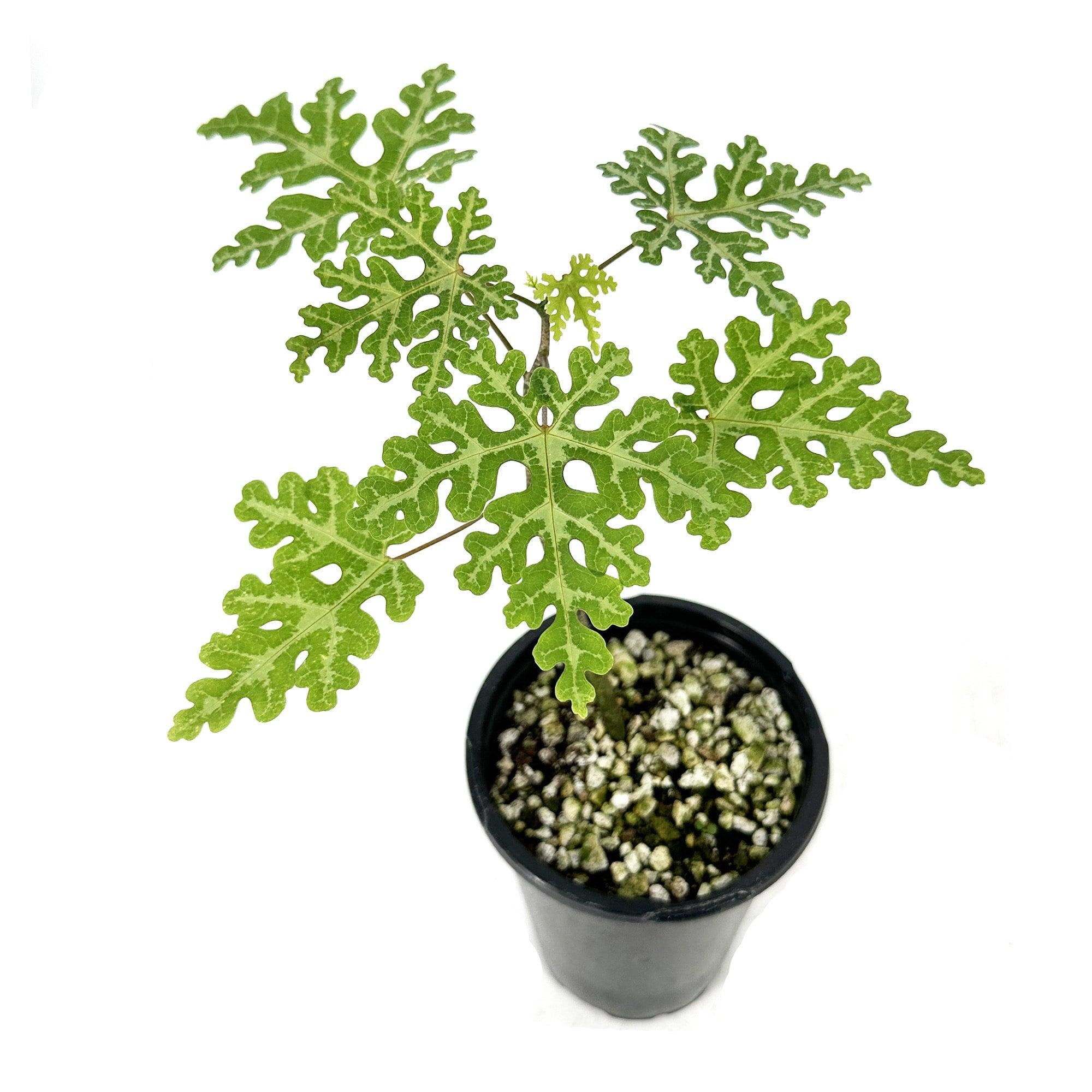 Adenia perrieri