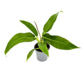Philodendron ruizii