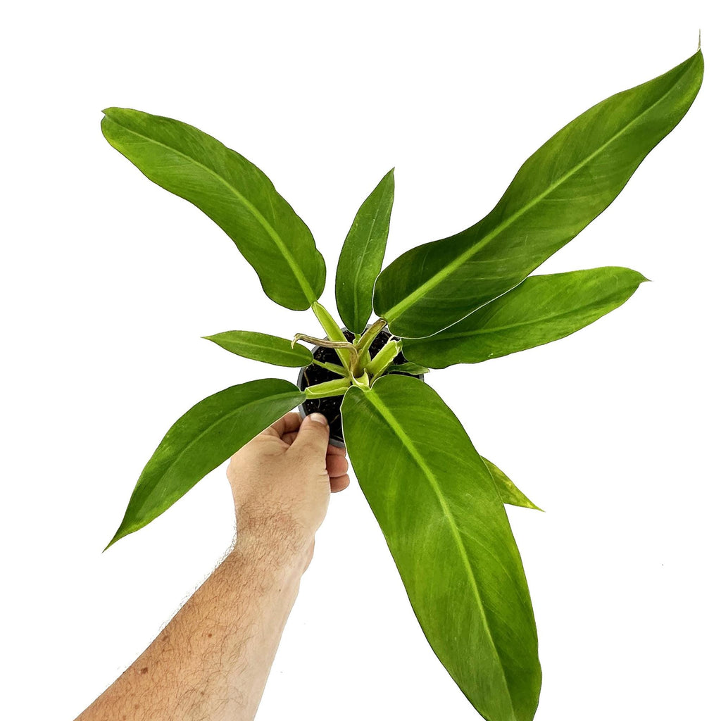 Philodendron ruizii