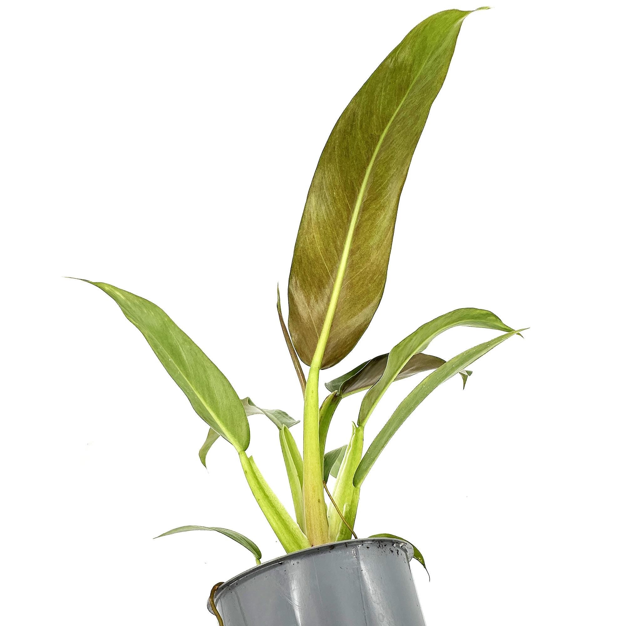 Philodendron ruizii
