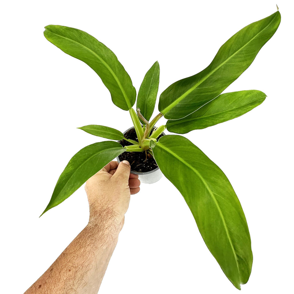 Philodendron ruizii