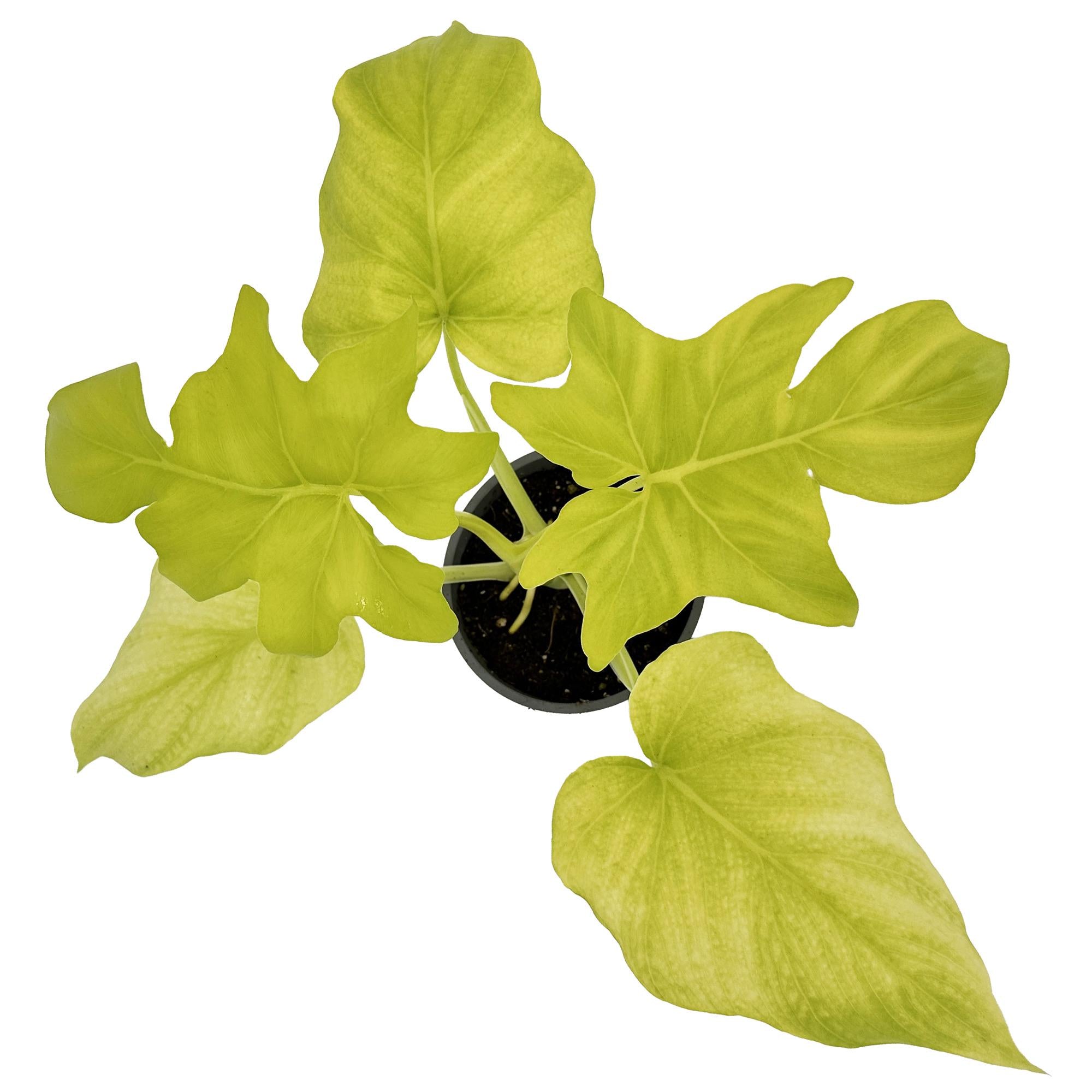 Philodendron warszewiczii 'Aurea'