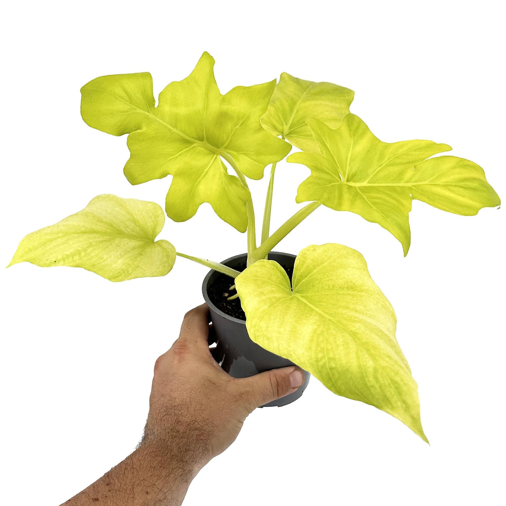 Philodendron warszewiczii 'Aurea'