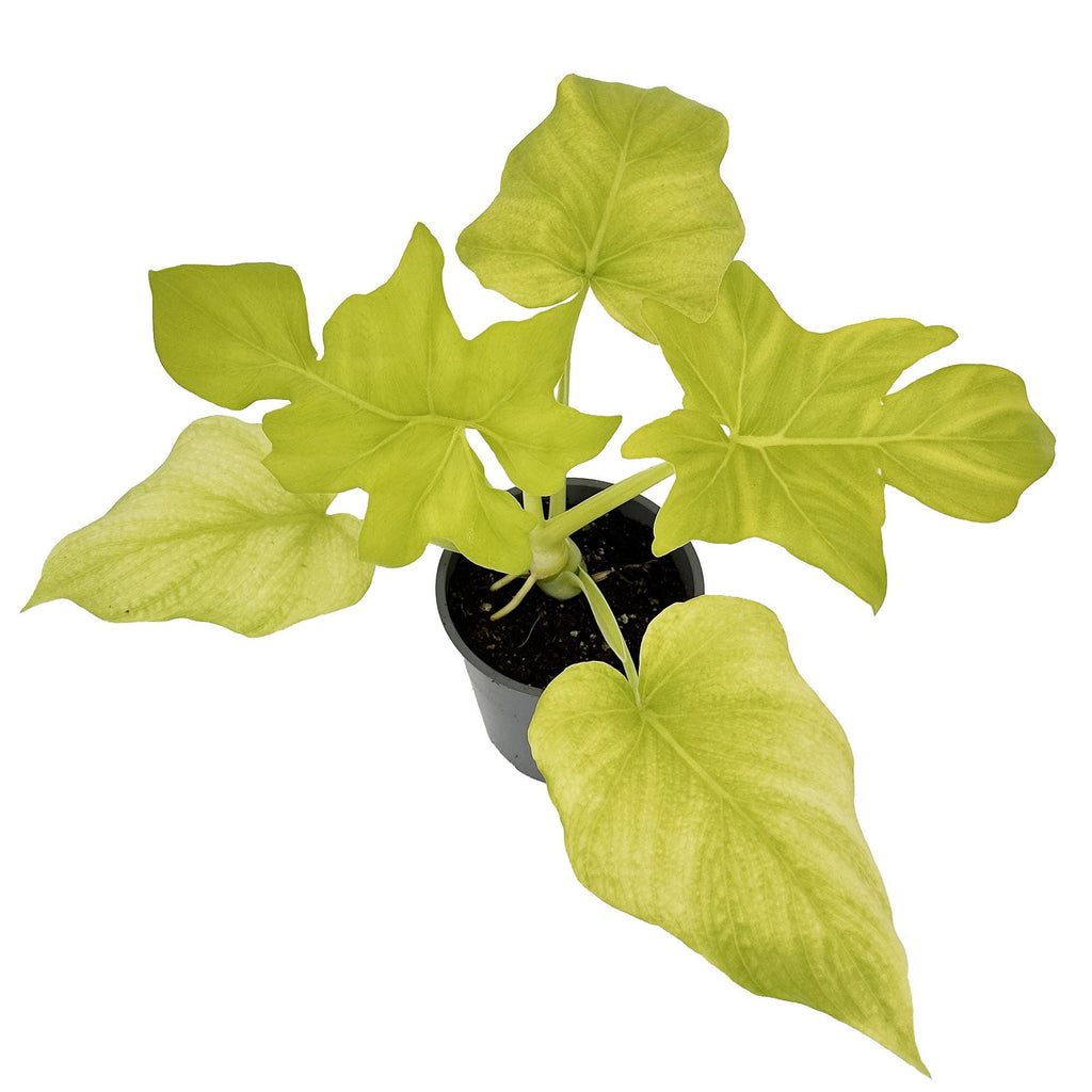 Philodendron warszewiczii 'Aurea'